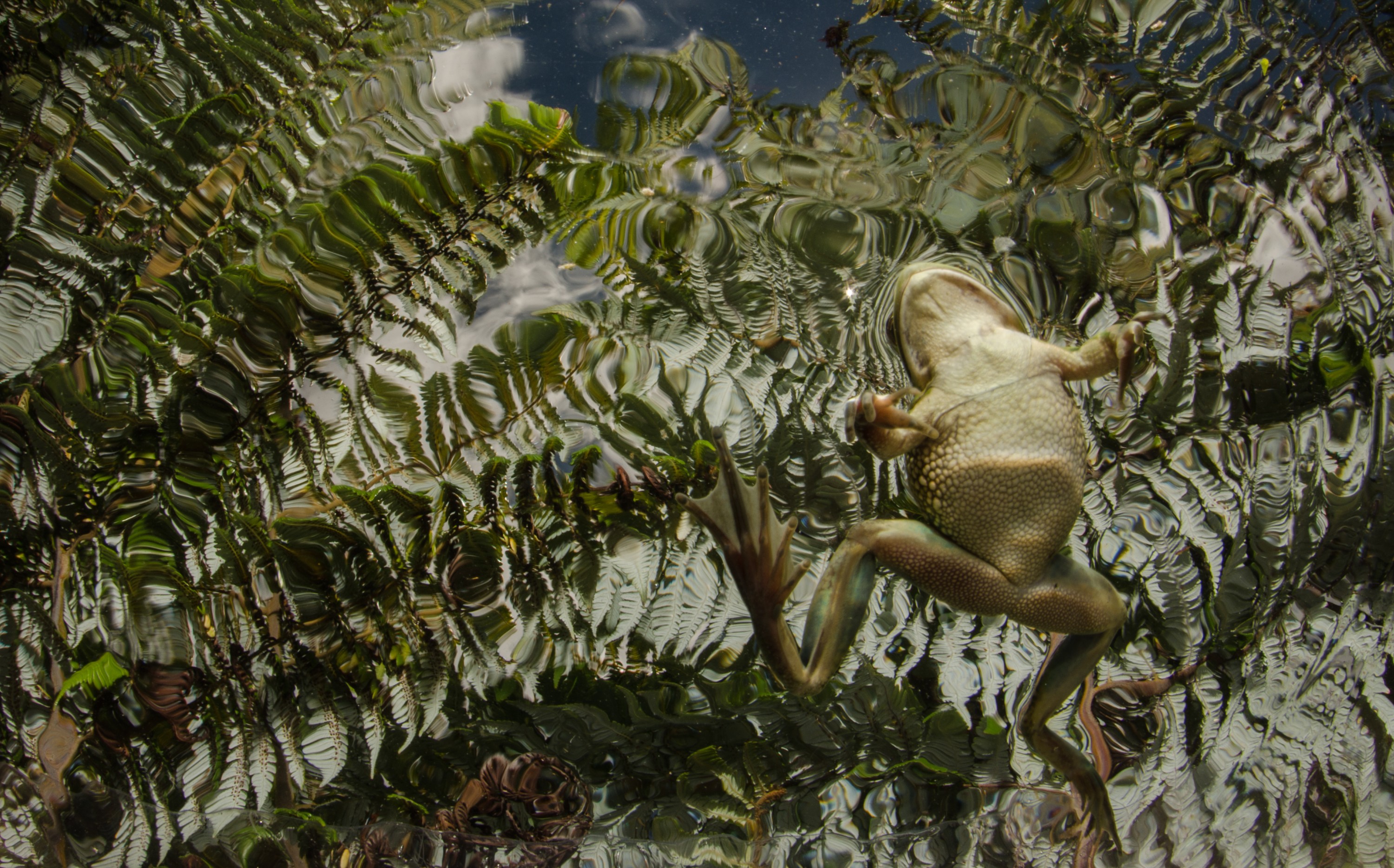 DSC_4048 – Green, Bell, Frog, Litoria, aurea, introduced, cold, blood, home,